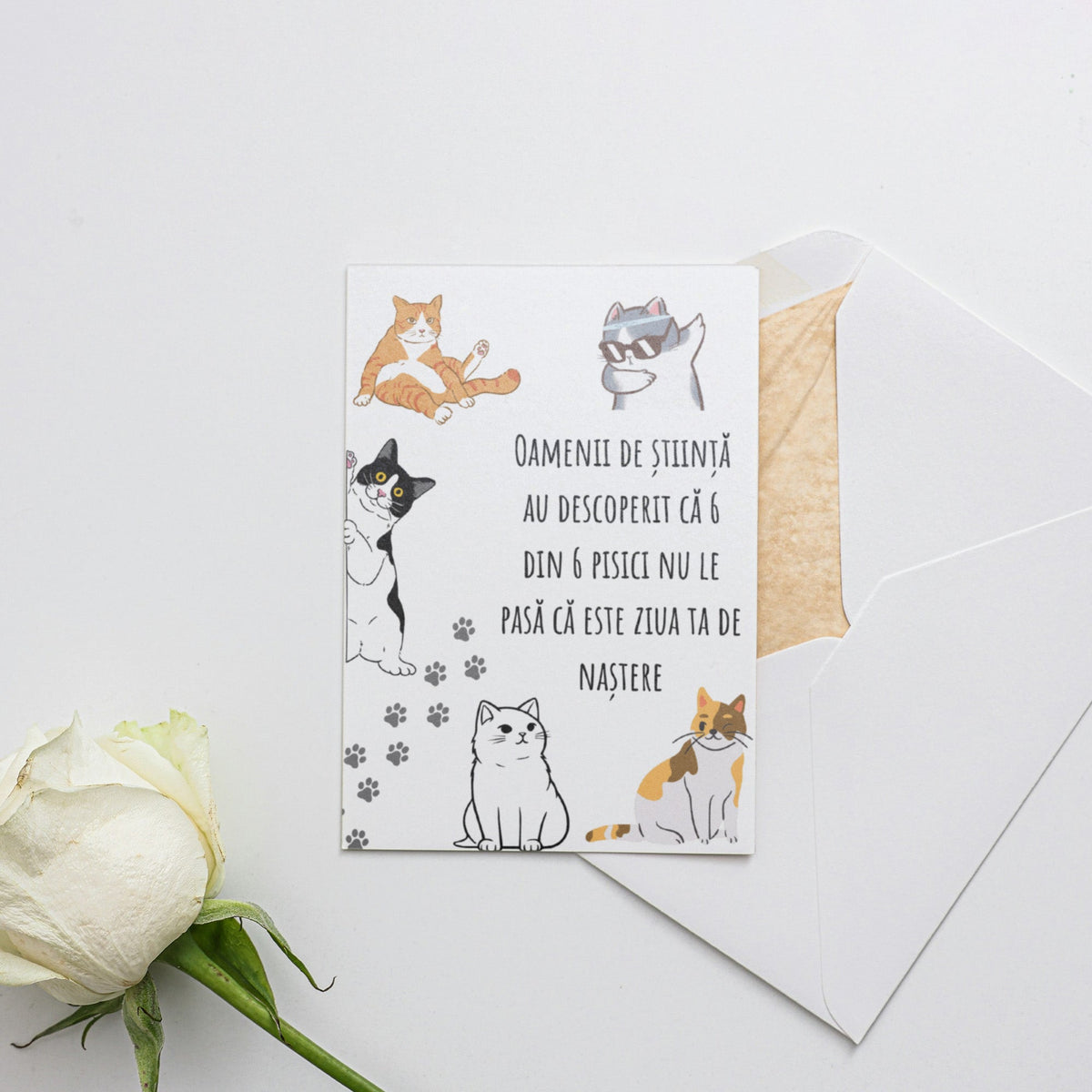 Oamenii De Stiinta Au Descoperit Ca 6 Din 6 Pisici Nu Le Pasa Ca Este Ziua Ta De Nastere